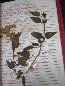 BOTANICAL / ORNAMENTAL PLANTS SCRAPBOOK / MT. SAN ANTONIO COLLEGE - Picture 1 of 12