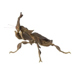 Bandai Gashapon Mini Colección Figura Insecto 02 Fantasma Mantis Marrón Japón - Imagen 1 de 4