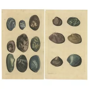 Set of 2 Colored Antique Prints of various Sea Shells and Molluscs - Picture 1 of 3
