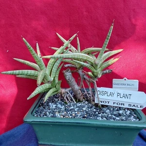 SANSEVIERIA BALLYII - Plant # 3- Snake Plant - Picture 1 of 6