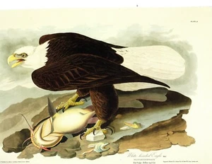 Weißkopf (glatzer) ADLER von Audubon klassische Kunst 1940 antike Lithographie 15x12 - Bild 1 von 1