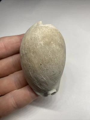 Cowrie Shell Fossil Florida Pleistocene 2.82 Inch - Image 1 of 4