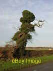 Photo 6X4 Harby Ent Broadholme Sk8974 A Decaying Ivy Clad Tree In North C2004
