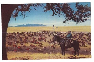WEISSES GESICHT HEREFORDS Vieh Pferd WESTERN WEGE RJM Foto Colorado CO Postkarte - Bild 1 von 2