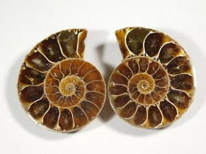 117.CT Natural Iridescent Ammonite Matched Pair Earring Making Gemstone PD=64 - Picture 1 of 1