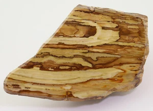 fossiles Holz, Perm, Chinchilla, Queensland, Australien -L104 - Picture 1 of 6