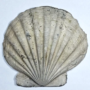 BEAUTIFUL Scallop Fossil | Chesapecten Jeffersonius | Pliocene | 4.0 x 4.0" - Picture 1 of 3