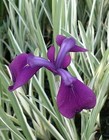 Iris Kaempferi Variegata - Marginal Pond Plants  - Pond Plants - Water Plants