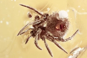 US DDP Nice SPIDER Araneae Fossil Genuine BALTIC AMBER + HQ Pic 250708-19 - Picture 1 of 6