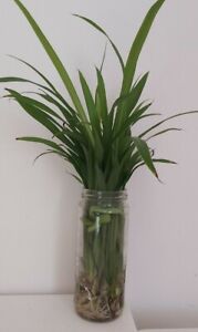 1 x  Baby Spider Plant  Cutting  Air Purifier,  Easy Care RARE!