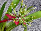 Billbergia Amoena 'Beryl Allen' Bromeliad Offset