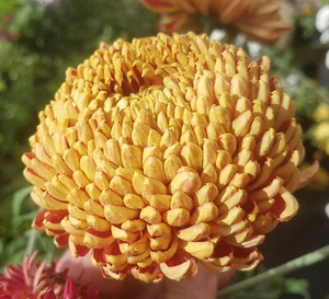 Bill Florentine Chrysanthemum x 1 Plant - Perennial Cut Flowers Cottage Garden - Picture 1 of 6