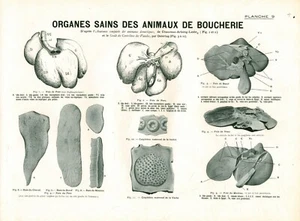 Cabinet de curiosité 1906 anatomie vache cheval veau planche ancienne n°9 - Picture 1 of 1