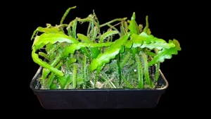 Fishbone Cactus 'Epiphyllum anguliger' – 1 Well Rooted Cutting - Picture 1 of 3