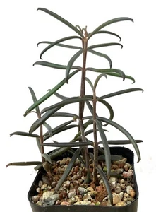 Sukkulente Pflanze - Kalanchoe beauverdii scandens - Seltsam! - Bild 1 von 1