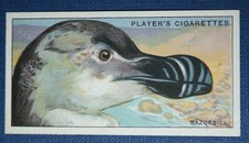 RAZORBILL   Vintage 1929 Illustrated  Colour Card  RC04