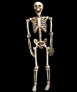 Skelett Halloween Lebensgroß 160cm Beweglich / Lehrmodell / Anatomie / Deko