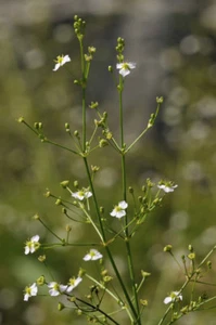Alisma plantago aquaticum - Water Plantain X 100+ Seeds Pond Marginal Plant - Picture 1 of 2
