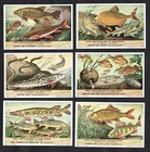 Freshwater Fish Cards Set 1953 Liebig Carp Pike Perch Eel Bream Trout Tench