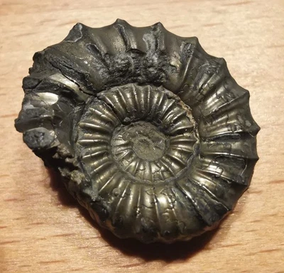 Polymorphites quadratus - Unterjura - Lias - Pliensbachium - Ostercappeln - Bild 1 von 4