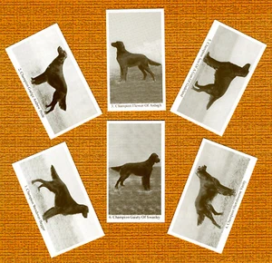 IRISCHER SETTER SET MIT SECHS BENANNTEN HUNDEN SAMMLERKARTEN HANDELSKARTEN TOLLES GESCHENK - Bild 1 von 1