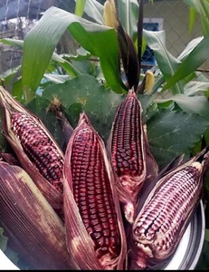 50+ SEEDS Double Red Sweet Corn Seeds, Non-GMO - Picture 1 of 2