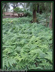 FERN/Orchid Ally .Australian Species Fern , Dicksonia antarctica x 2 . - Picture 1 of 3