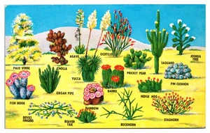 Kakteen und Wüstenflora des Großen Südwestens Postkarte - Bild 1 von 2