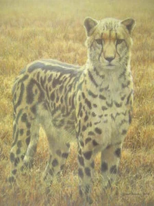 Stampa artistica firmata Robert Bateman King Cheetah Sappi Africa - Foto 1 di 1