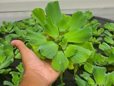 Full Size Water Lettuce -4 PLANTS - Live Aquatic Freshwater Floating Pond Plants - Image 1 of 4