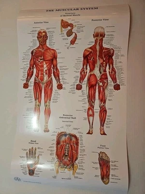 The Muscular System & The Skeletal System 2 Sided Anatomy Poster 29.5x17.5 In - Image 1 of 4