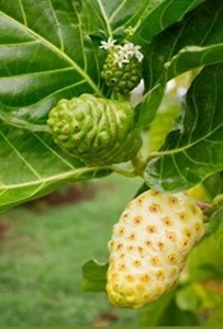 Noni Plant - Morinda Citrifolia - Indian Mulberry - 2 ft tall Live Plant - Medic - Picture 1 of 4