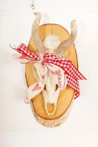 Schönes abnormes Rehgehörn auf Trophäenbrett  Landhausstil  Roe Deer Trophy - Bild 1 von 3