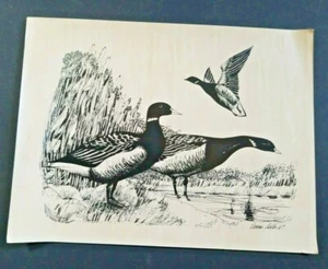 Vintage DUCKS 1967 Pen and Ink Wildlife Illustration signed DENNIS ALDER - Picture 1 of 10