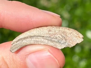 SCHÖNES Theropoden Dinosaurier Kralle Fossil aus Niger Dino Knochen Kryptops Eocarcharia - Bild 1 von 7