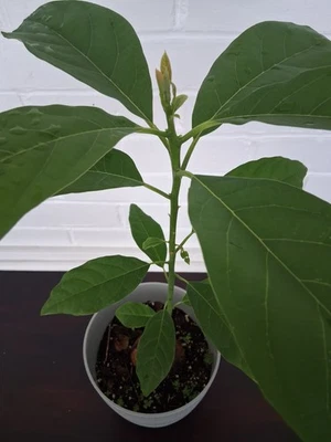 Aguacate - Persea Americana (cultivado a partir de semillas, 15+ pulgadas de alto) Foto 1 de 4
