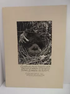 VINTAGE AUSTRALIAN PHOTOGRAPH BLACK & WHITE LYREBIRDS OF SHERBROOKE DR L.H SMITH - Picture 1 of 8