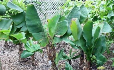 Musa acuminata | Dwarf Banana | Cavendish | 10 Seeds - Image 1 of 4