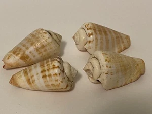 Muscheln Muschel Konvolut - Bild 1 von 7