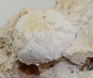 Krabbe, Dromiopsis rugosa, Tertiär, Paläozän, Dan, Faxe, Dänemark -L825 - Picture 1 of 7