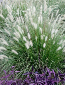 1 x Pennisetum alopecuroides Ziergras/Gräser/Stauden/winterhart Lampenputzergras - Bild 1 von 4