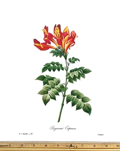 Piatto Redoute Flowers #11 BEGONIA CAPENSIS arte botanica BK OTTIME CONDIZIONI - Foto 1 di 1
