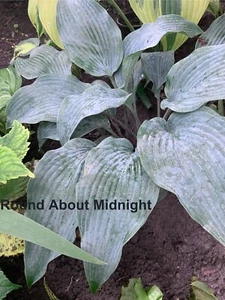 Hosta ‘ Round About Midnight ’ Plantain Lily Plant Shipping Spring 2025 - Picture 1 of 1