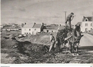 CPSM RAMASSAGE DU GOEMON APRES LA GRANDE MAREE - Picture 1 of 1