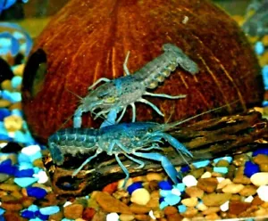2~ CRAYFISH Live Invertebrate Small 1" -1.5" ELECTRIC BLUE Freshwater Crawdad - Picture 1 of 12