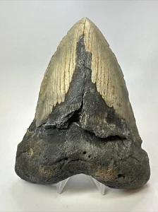 Megalodon Shark Tooth 6.21 inch - Authentic - Natural Fossil - Massive 18769 - Picture 1 of 8