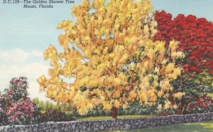 The Golden Shower Tree Miami Florida Postcard Unposted Colorized Linen Divided - Picture 1 of 2