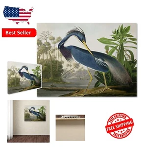 Gallery-Wrapped Louisiana Heron by John James Audubon - 35x47 Watercolor - Picture 1 of 9