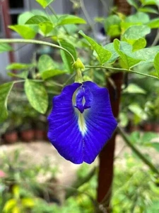 Fior Celeste bianco-blu variegato - Clitoria ternatea 5+ semi seeds Ed 078 - Bild 1 von 1