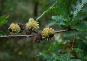 Zerreiche Quercus cerris Pflanze 5-10cm Zerr-Eiche Zirneiche Eiche Rarität - Bild 1 von 2
